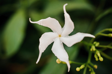 Arabian jasmine, white star-shaped flower, on dimmed green leaves background