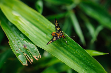 Garden Tiger Moth Amata huebneri on grass