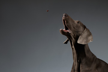Close-up Portrait of Weimaraner dog catching food on white gradient