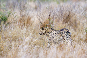 Cheetah in Kruger National park