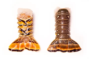 Keuken foto achterwand Raw Caribbean rock lobster tails isolated on a white studio back © Edward Westmacott