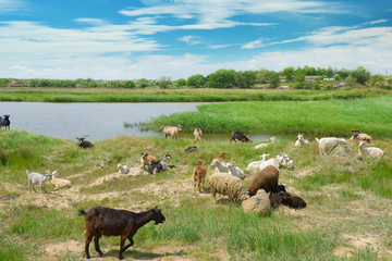 Naklejka na ściany i meble Herd of goats on the lake