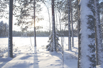 A winter landscape from Finland. Image taken on a sunny winter day in Finland by the lake. Some trees are in the front and forest in the background. Image has a vintage effect applied.