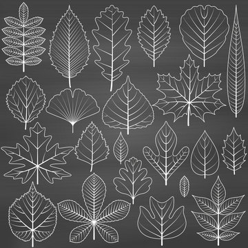 Set of tree leaves on chalkboard background. Twenty different icons. Various elements for design. Cartoon vector illustration. Black and white colors