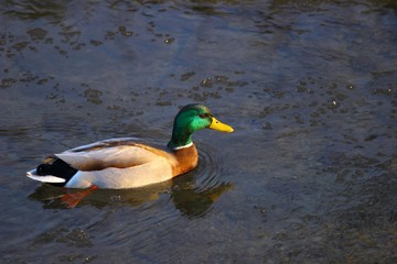 Mallard in water