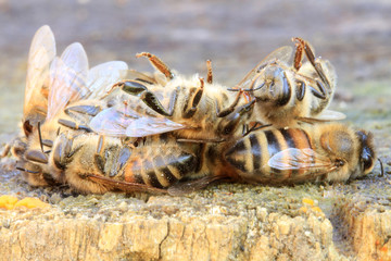 Petit tas d'abeilles mortes