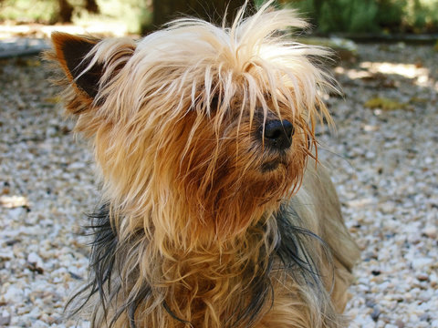 Portrait de Noisette
