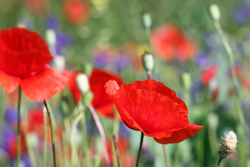 Fototapeta premium Poppies flower spring season nature