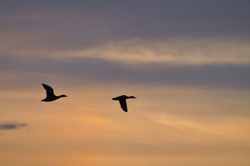 Ducks fly at sunset. Silhouette