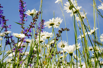 Frühlingserwachen: Meditation in Blumenwiese :)