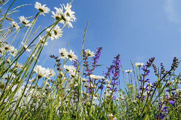 Frühlingserwachen: Meditation in Blumenwiese :)