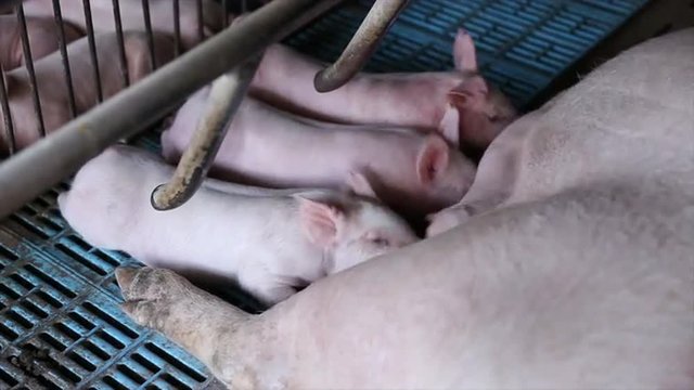 Newborn piglets feeding in farm