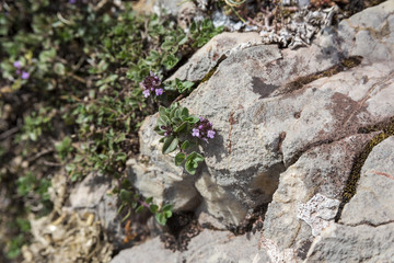 Mother-of-Thyme, Thymus praecox. Photo taken in Saliencia Valley, Somiedo Nature Reserve. It is located in the central area of the Cantabrian Mountains,  Asturias, Spain