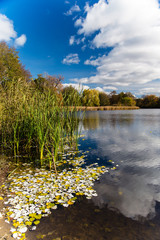 Берег озера/ Опавшие листья на Берегу озера © popov_ariel