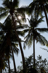 Fototapeta na wymiar Palmen im Gegenlicht in Vietnam