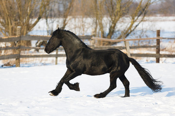 Fototapeta na wymiar Black frisian horse in winter