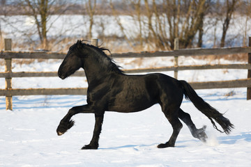 Obraz na płótnie Canvas Black frisian horse in winter