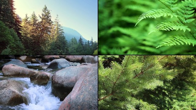 Forest Scenes Montage