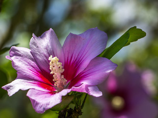 Flor e natureza.