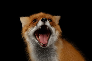 Closeup Portrait of Smiled Red Fox Isolated on black
