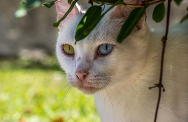 Gato branco de olhos azul e amarelo.