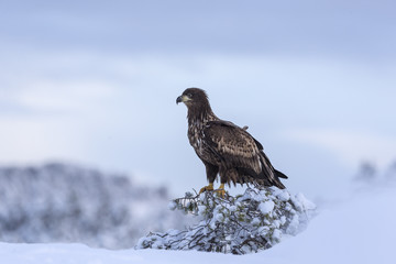 Young White-tailed eagle.