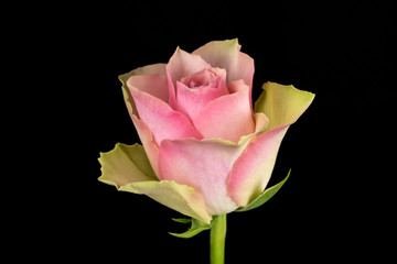 Pink and white rose black background