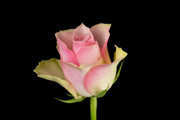 Pink and white rose black background
