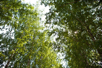 Pedestrian walkway for exercise lined up with beautiful tall trees