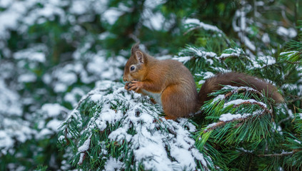 Naklejka na ściany i meble Red squirrel in snow covered pine tree, County of Northumberland, England