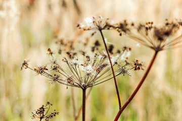 Dry autumn grass
