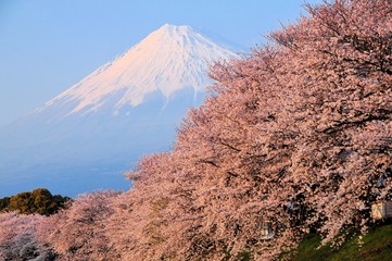 Fototapeta premium 富士山と龍巌淵の満開の桜