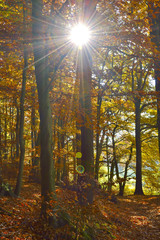 Herbstwald mit Sonnenstrahl