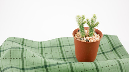 The little green cactus in small brown plant pot on green cotton fabric for home decoration.