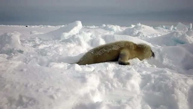 Cute Newborn Seal Pup On Ice Looking at the camera. Family Polar Arctic Harp Sea Grey Calf Seal With Newborn Baby Cute Pups On Ice Fields Of White Sea. Saving Seals! Eco-tourists guard fluffy wonders!