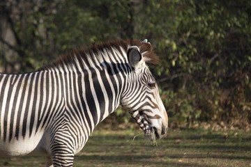 Fototapeta na wymiar Zebra (Equus quagga)