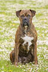 Boxer dog in the park