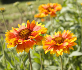 Two orange rudbeckia