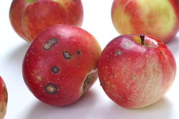 Venturia inaequalis - apple scab