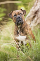 Boxer dog in the forest