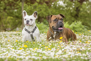 Boxer and bulldog lying in the park on a field of daisies. Friendship concept. Horizontal