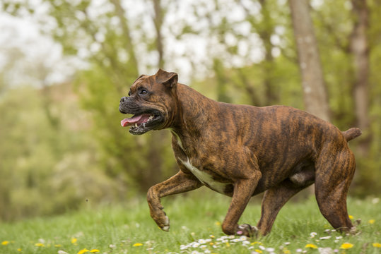 boxer dog running