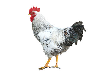 rooster isolated, farm poultry