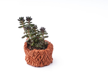 Succulent plant in homemade clay pot.