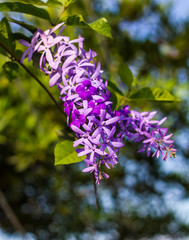 Obraz premium Petrea, kohautiana beautiful.