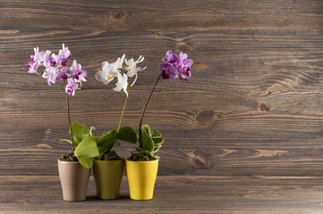 Orchid in clay pot over wooden background.