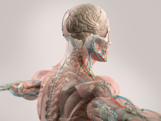 Human anatomy showing face, head, shoulders and back muscular system, bone structure and vascular system. - obrazy, fototapety, plakaty