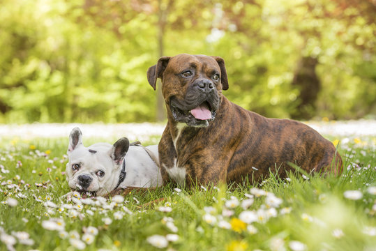 Boxer and bulldog lying in the park on a field of daisies. Friendship concept. Horizontal