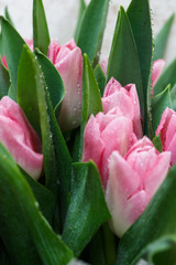 Fototapeta premium Pink tulip background