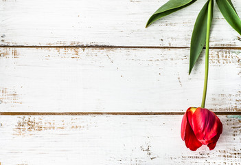 Tulip on wooden planks background with copy-space